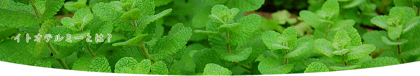 イトオテルミーとは?