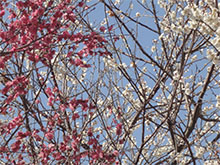 イトオテルミーハート療術所